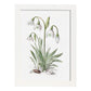 Nacnic watercolor minmal Snowdrop_2. Aesthetic Wall Art Prints for Bedroom or Living Room Design.-Artwork-Nacnic-A4-Marco Blanco-Nacnic Estudio SL
