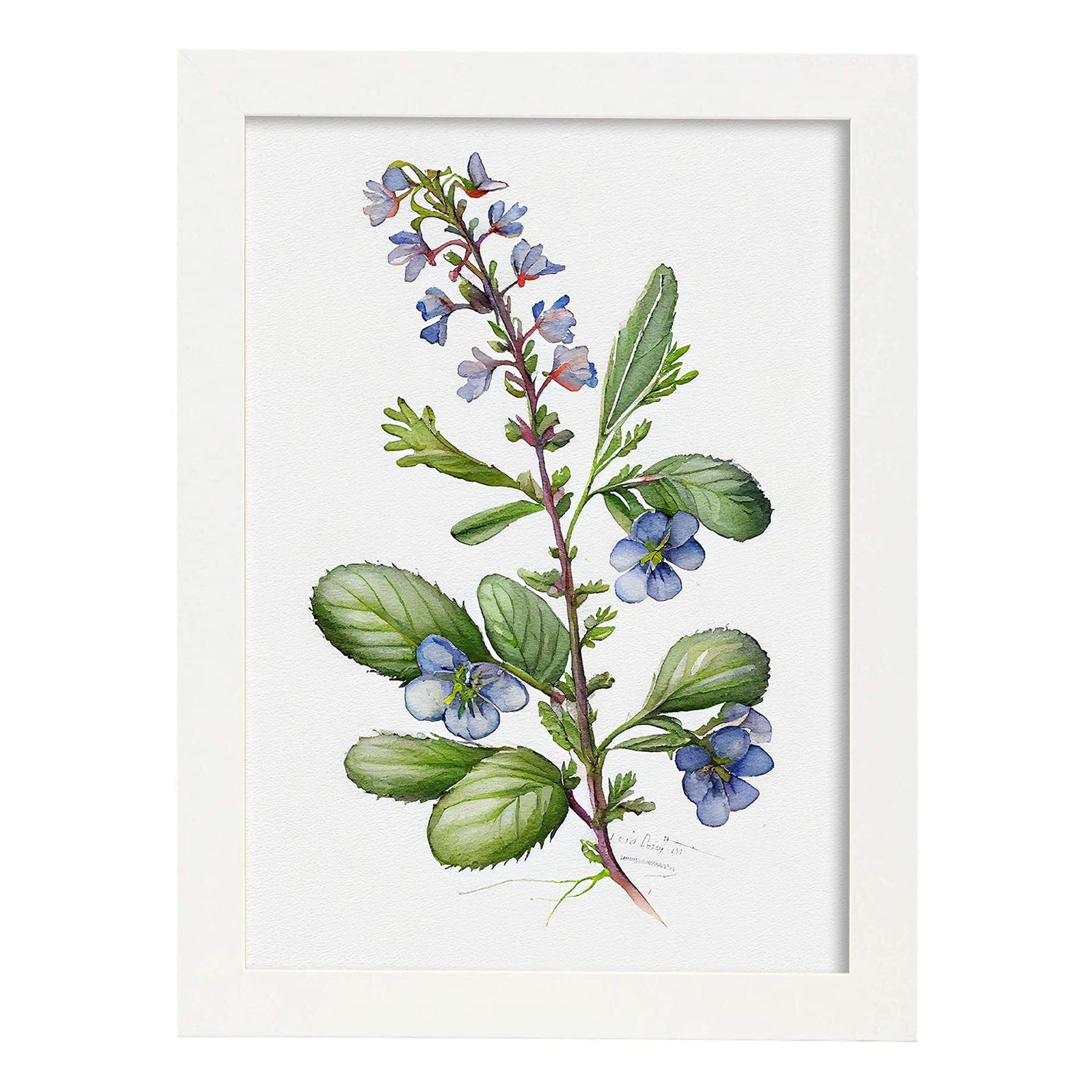 Nacnic watercolor minmal Speedwell_4. Aesthetic Wall Art Prints for Bedroom or Living Room Design.-Artwork-Nacnic-A4-Marco Blanco-Nacnic Estudio SL