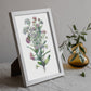 Nacnic watercolor minmal Sweet Alyssum. Aesthetic Wall Art Prints for Bedroom or Living Room Design.-Artwork-Nacnic-A4-Sin Marco-Nacnic Estudio SL