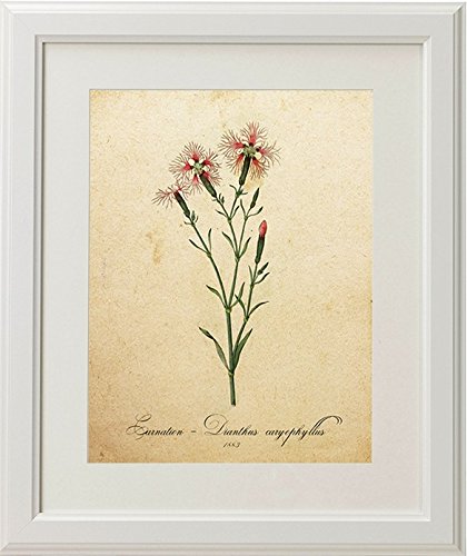Pack de láminas ELEGANCE. Posters con imágenes de botánica. alta calid –  Nacnic Estudio SL