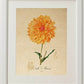 Pack de láminas AIR. Posters con imágenes de botánica. alta calidad-Artwork-Nacnic-Nacnic Estudio SL