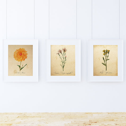 Pack de láminas AIR. Posters con imágenes de botánica. alta calidad-Artwork-Nacnic-Nacnic Estudio SL