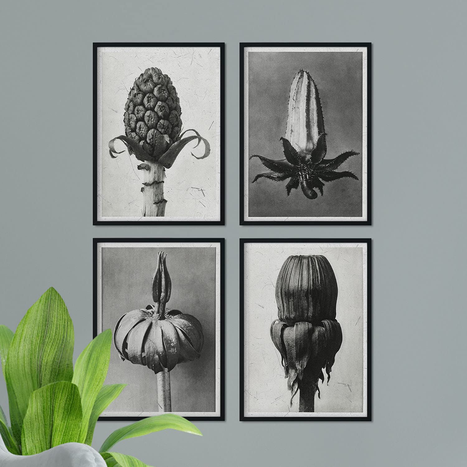 Pack de láminas Brotes. Pósters con ilustraciones de flores y plantas en tonos grises.-Artwork-Nacnic-Nacnic Estudio SL
