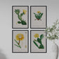 Pack de láminas Cactus amarillo. Pósters con ilustraciones en acuarela de Pierre-Joseph Redouté.-Artwork-Nacnic-Nacnic Estudio SL