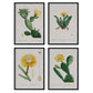 Pack de láminas Cactus amarillo. Pósters con ilustraciones en acuarela de Pierre-Joseph Redouté.-Artwork-Nacnic-Nacnic Estudio SL