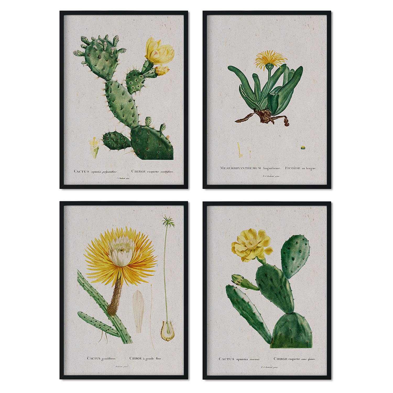 Pack de láminas Cactus amarillo. Pósters con ilustraciones en acuarela de Pierre-Joseph Redouté.-Artwork-Nacnic-Nacnic Estudio SL