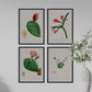 Pack de láminas Cactus rojos. Pósters con ilustraciones en acuarela de Pierre-Joseph Redouté.-Artwork-Nacnic-Nacnic Estudio SL
