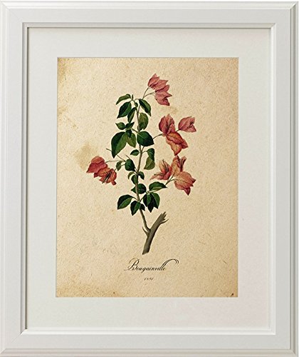 Inspiración: decoración con láminas botánicas vintage - Cosas Molonas