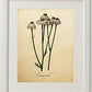 Pack de láminas ELEGANCE. Posters con imágenes de botánica. alta calidad-Artwork-Nacnic-Nacnic Estudio SL