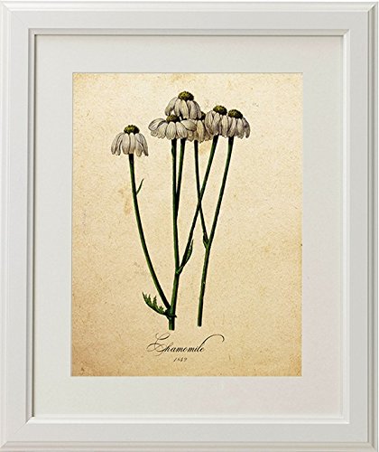 Pack de láminas ELEGANCE. Posters con imágenes de botánica. alta calidad-Artwork-Nacnic-Nacnic Estudio SL
