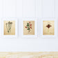 Pack de láminas ELEGANCE. Posters con imágenes de botánica. alta calidad-Artwork-Nacnic-Nacnic Estudio SL