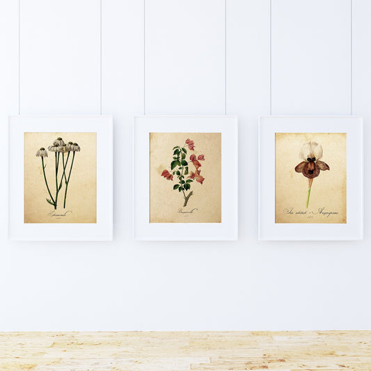 láminas botánicas – creciendo entre flores