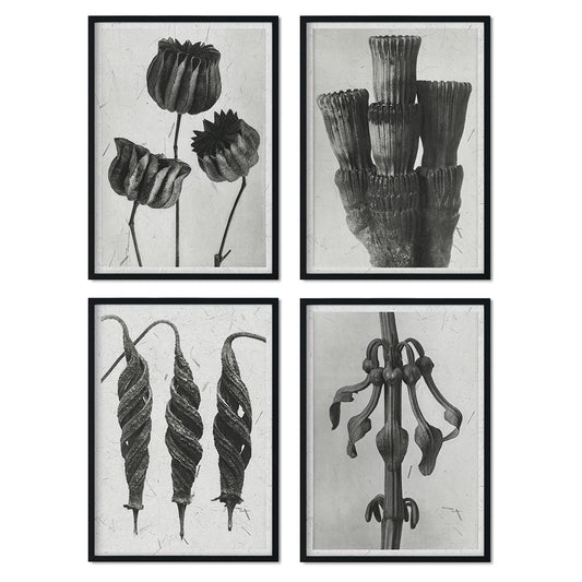 Pack de láminas Exóticas. Pósters con ilustraciones de flores y plantas en tonos grises.-Artwork-Nacnic-Nacnic Estudio SL