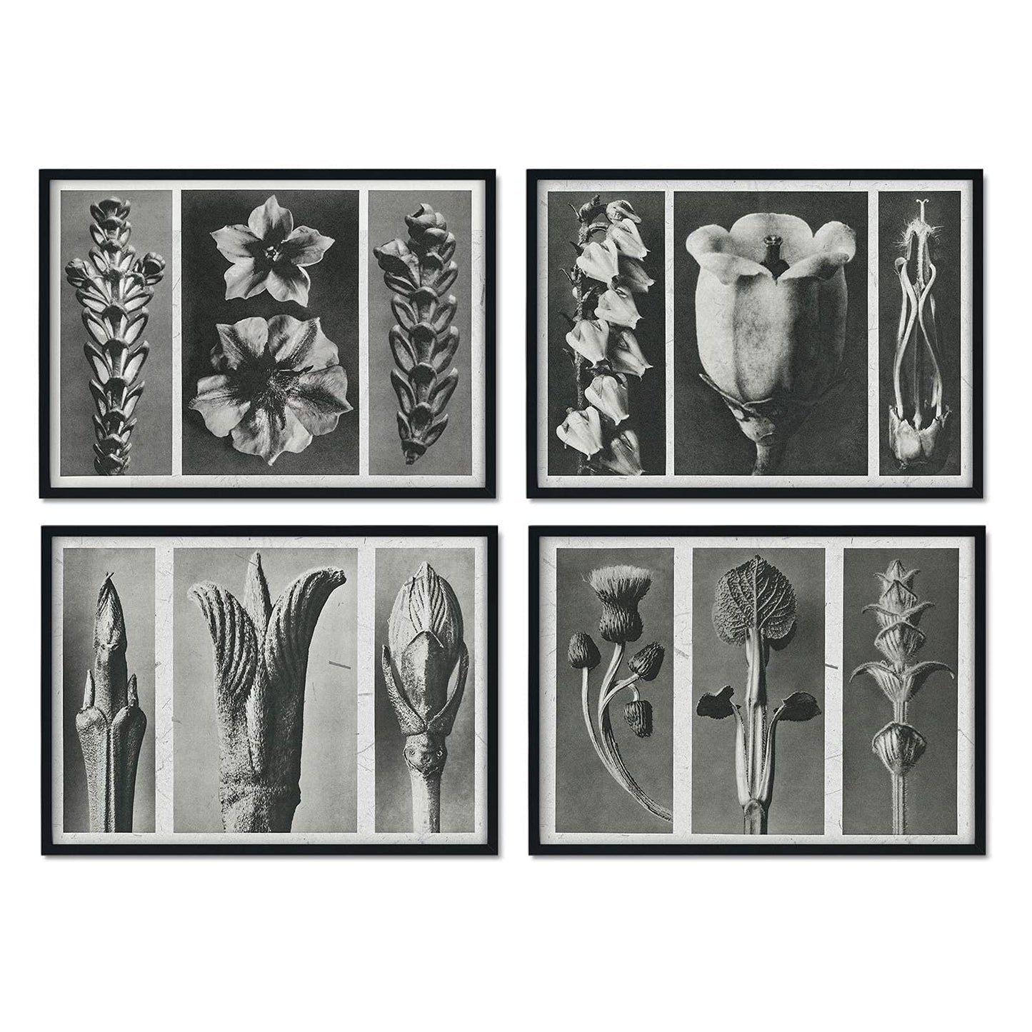Pack de láminas Flores 2. Pósters con ilustraciones de flores y plantas en tonos grises.-Artwork-Nacnic-Nacnic Estudio SL