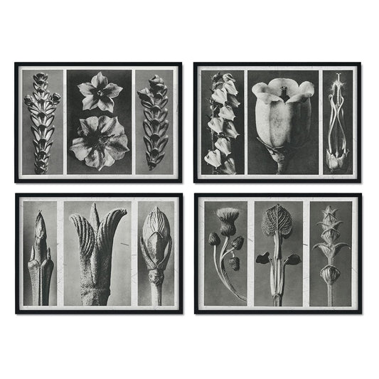 Pack de láminas SENSE. Posters con imágenes de botánica. alta calidad
