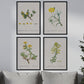 Pack de láminas Flores amarillas. Pósters con ilustraciones en acuarela de Pierre-Joseph Redouté.-Artwork-Nacnic-Nacnic Estudio SL