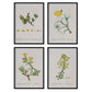 Pack de láminas Flores amarillas. Pósters con ilustraciones en acuarela de Pierre-Joseph Redouté.-Artwork-Nacnic-Nacnic Estudio SL