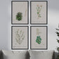 Pack de láminas Flores blancas. Pósters con ilustraciones en acuarela de Pierre-Joseph Redouté.-Artwork-Nacnic-Nacnic Estudio SL