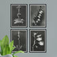 Pack de láminas Flores largas. Pósters con ilustraciones de flores y plantas en tonos grises.-Artwork-Nacnic-Nacnic Estudio SL