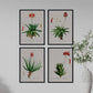 Pack de láminas Flores rojas. Pósters con ilustraciones en acuarela de Pierre-Joseph Redouté.-Artwork-Nacnic-Nacnic Estudio SL