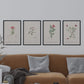 Pack de láminas Flores rosas. Pósters con ilustraciones en acuarela de Pierre-Joseph Redouté.-Artwork-Nacnic-Nacnic Estudio SL