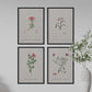 Pack de láminas Flores rosas. Pósters con ilustraciones en acuarela de Pierre-Joseph Redouté.-Artwork-Nacnic-Nacnic Estudio SL