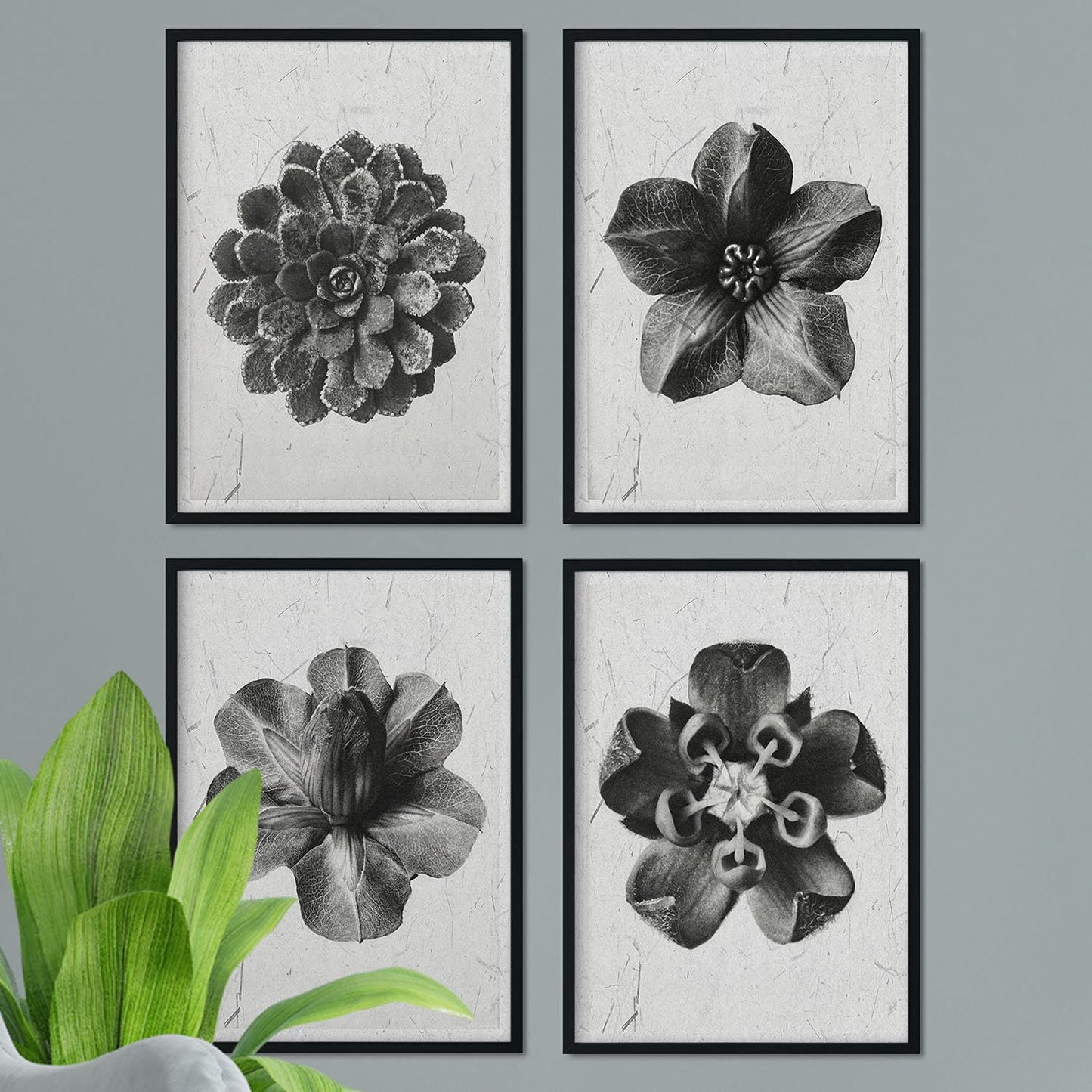 Pack de láminas Flores. Pósters con ilustraciones de flores y plantas en tonos grises.-Artwork-Nacnic-Nacnic Estudio SL