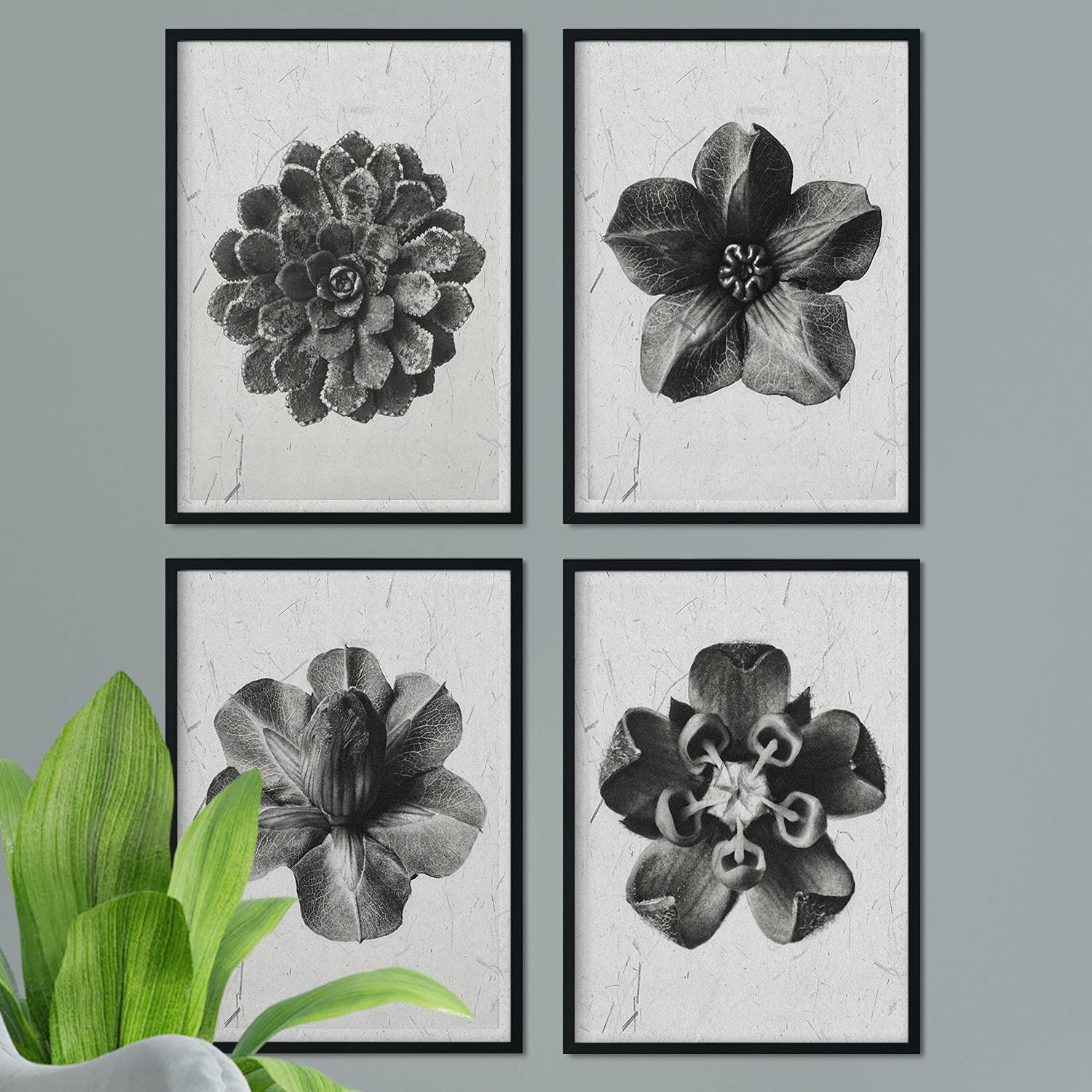 Pack de láminas Flores. Pósters con ilustraciones de flores y plantas en tonos grises.-Artwork-Nacnic-Nacnic Estudio SL