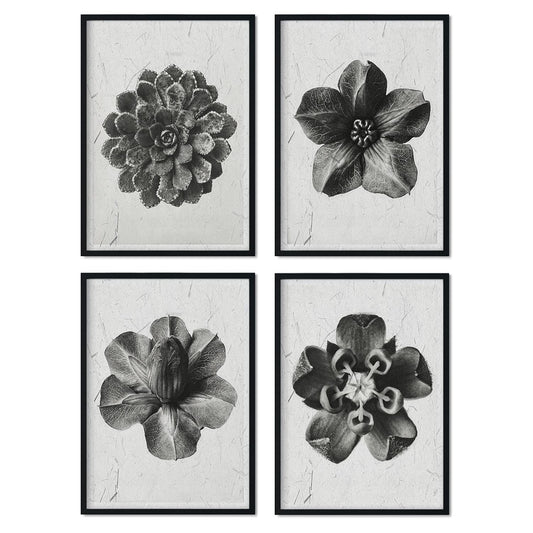 Pack de láminas Flores. Pósters con ilustraciones de flores y plantas en tonos grises.-Artwork-Nacnic-Nacnic Estudio SL