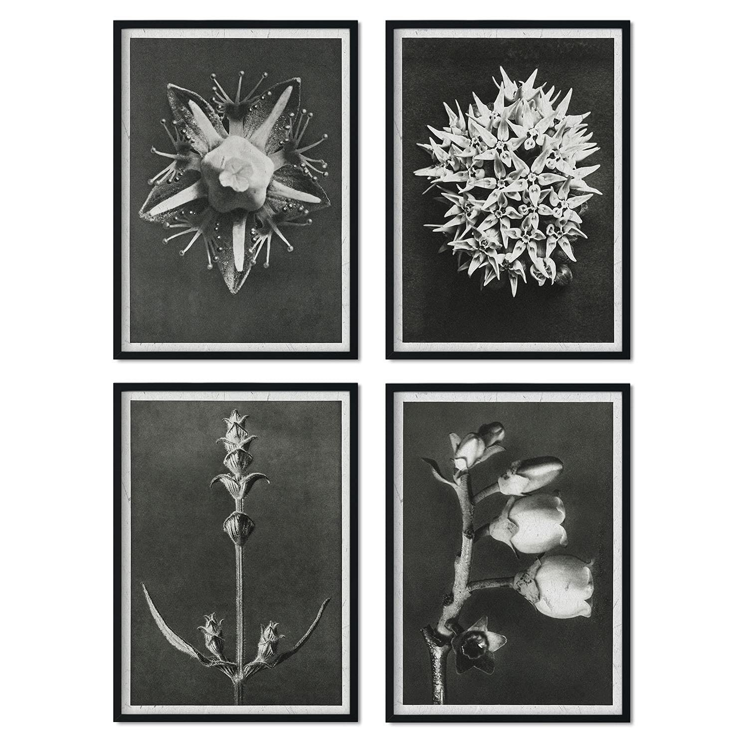 Pack de láminas Fondo oscuro. Pósters con ilustraciones de flores y plantas en tonos grises.-Artwork-Nacnic-Nacnic Estudio SL