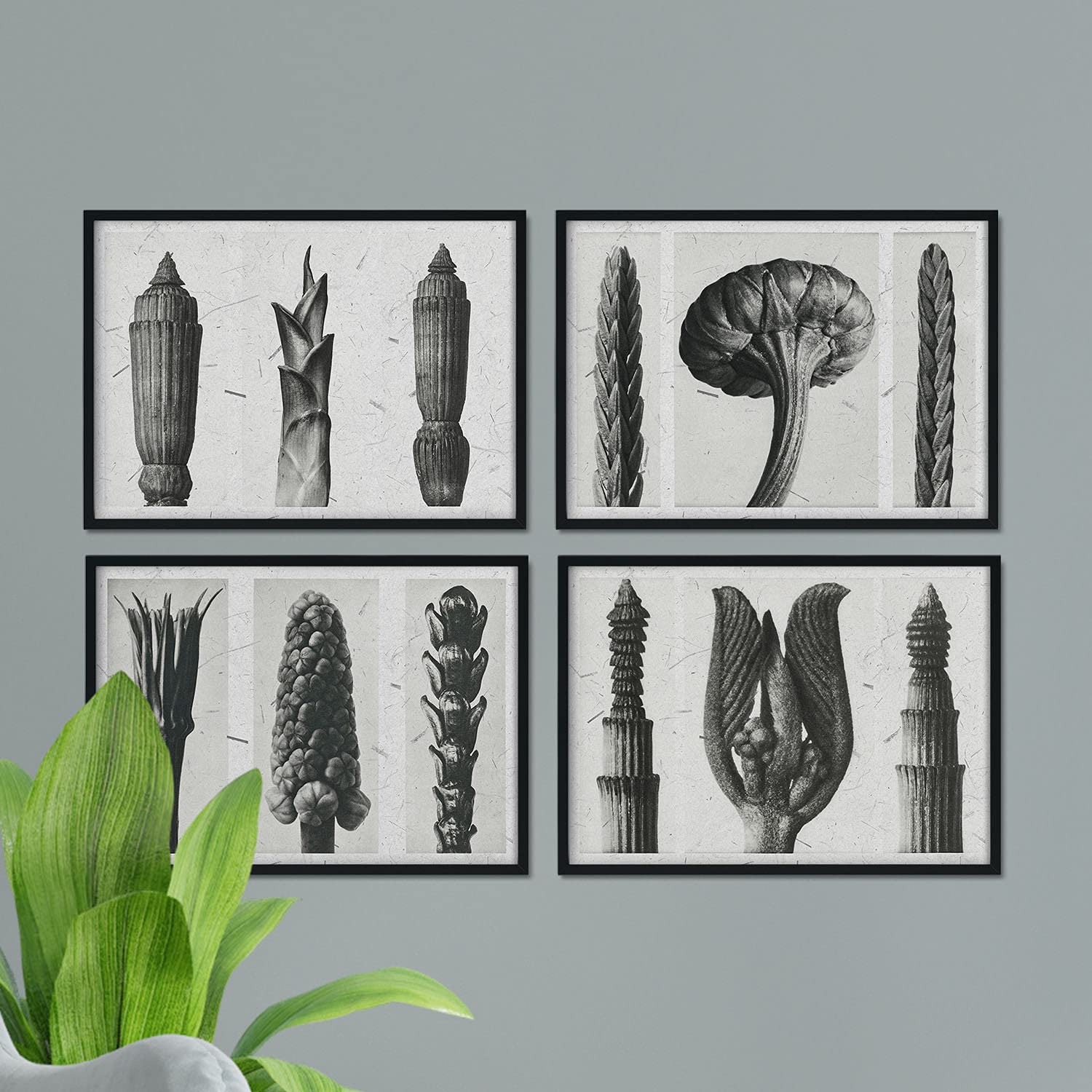 Pack de láminas Helechos 2. Pósters con ilustraciones de flores y plantas en tonos grises.-Artwork-Nacnic-Nacnic Estudio SL