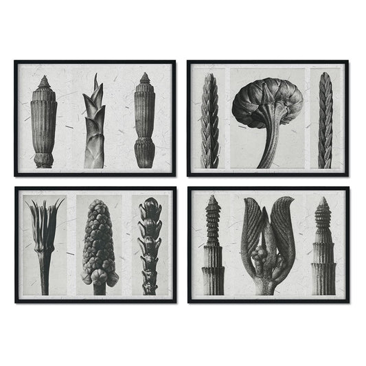 Pack de láminas Helechos 2. Pósters con ilustraciones de flores y plantas en tonos grises.-Artwork-Nacnic-Nacnic Estudio SL