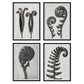 Pack de láminas Helechos. Pósters con ilustraciones de flores y plantas en tonos grises.-Artwork-Nacnic-Nacnic Estudio SL