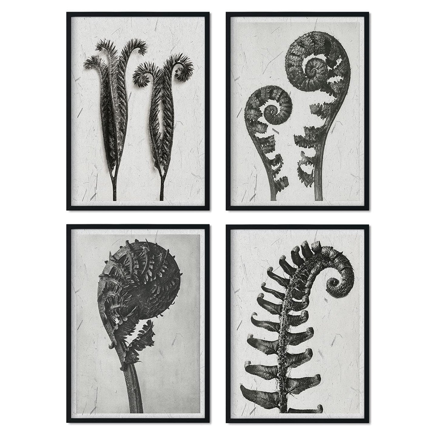 Pack de láminas Helechos. Pósters con ilustraciones de flores y plantas en tonos grises.-Artwork-Nacnic-Nacnic Estudio SL