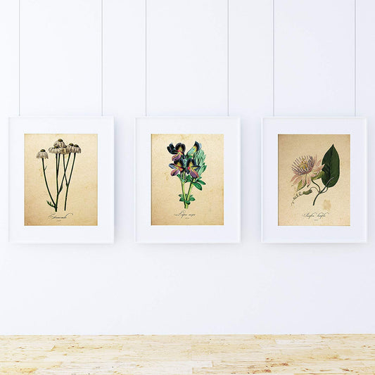 Pack de láminas INFUSIÓN. Posters con imágenes de botánica. alta calidad-Artwork-Nacnic-Nacnic Estudio SL