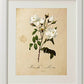 Pack de láminas MEDITERRANEO. Tres láminas . Posters con imágenes de botánica. alta calidad-Artwork-Nacnic-Nacnic Estudio SL