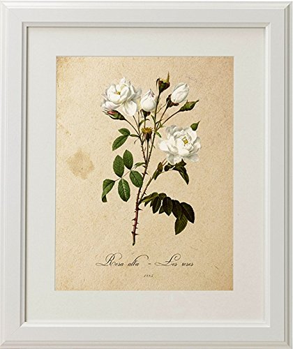 Lámina botánica vintage - Miss Decory