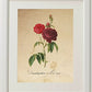 Pack de láminas MEDITERRANEO. Tres láminas . Posters con imágenes de botánica. alta calidad-Artwork-Nacnic-Nacnic Estudio SL