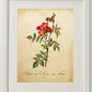 Pack de láminas MI JARDÍN AZUL. Tres láminas . Posters con imágenes de botánica. alta calidad-Artwork-Nacnic-Nacnic Estudio SL