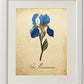 Pack de láminas MI JARDÍN AZUL. Tres láminas . Posters con imágenes de botánica. alta calidad-Artwork-Nacnic-Nacnic Estudio SL