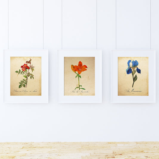 Pack de láminas ELEGANCE. Posters con imágenes de botánica. alta calid –  Nacnic Estudio SL