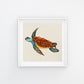 PACK de láminas para enmarcar DOS TORTUGAS. Posters cuadrados con imágenes de tortugas. alta calidad-Artwork-Nacnic-Nacnic Estudio SL