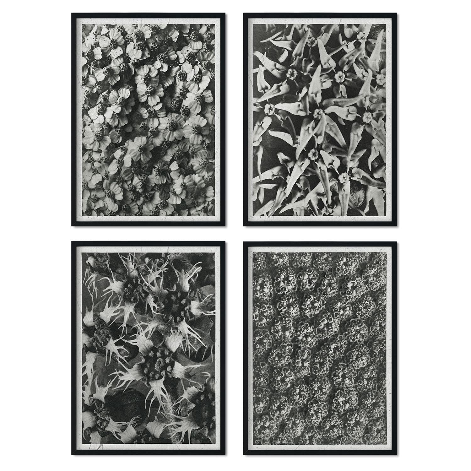 Pack de láminas Patrón. Pósters con ilustraciones de flores y plantas en tonos grises.-Artwork-Nacnic-Nacnic Estudio SL