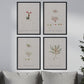 Pack de láminas Plantas pequeñas. Pósters con ilustraciones en acuarela de Pierre-Joseph Redouté.-Artwork-Nacnic-Nacnic Estudio SL