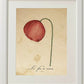 Pack de láminas RED ONE. Tres láminas . Posters con imágenes de botánica. alta calidad-Artwork-Nacnic-Nacnic Estudio SL