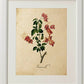 Pack de láminas RED ONE. Tres láminas . Posters con imágenes de botánica. alta calidad-Artwork-Nacnic-Nacnic Estudio SL