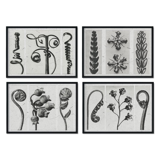 Pack de láminas Rizos. Pósters con ilustraciones de flores y plantas en tonos grises.-Artwork-Nacnic-Nacnic Estudio SL