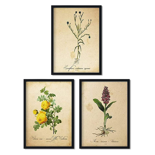 Pack de láminas SENSE. Posters con imágenes de botánica. alta calidad-Artwork-Nacnic-Nacnic Estudio SL
