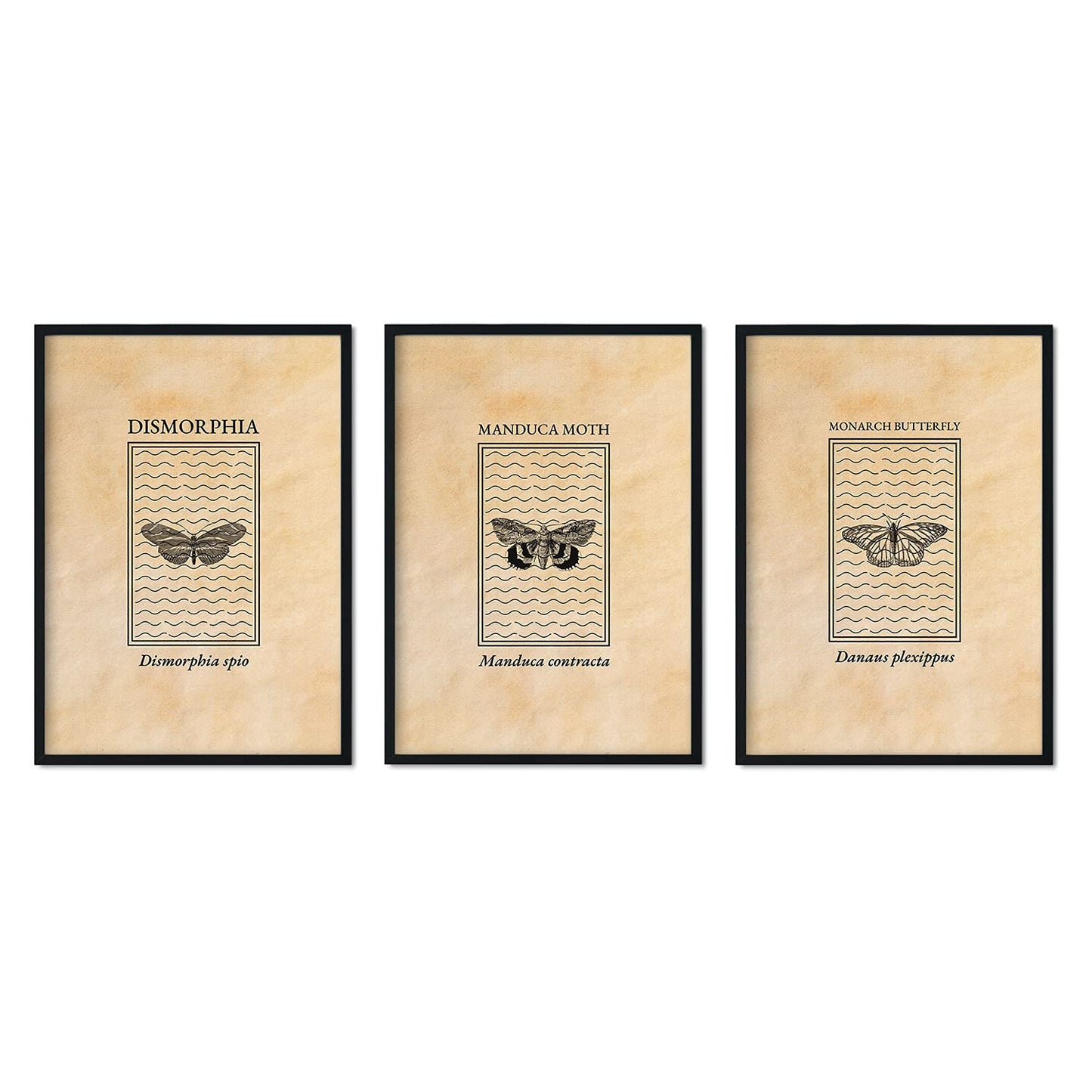 Pack de láminas Vintage Mariposas y polillas. Pósters de insectos en estilo grabado y tonos sepia.-Artwork-Nacnic-Nacnic Estudio SL