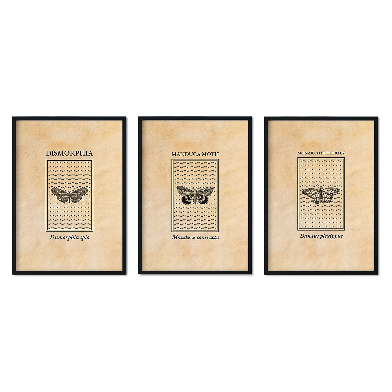 Pack de láminas Vintage Mariposas y polillas. Pósters de insectos en estilo grabado y tonos sepia.-Artwork-Nacnic-Nacnic Estudio SL